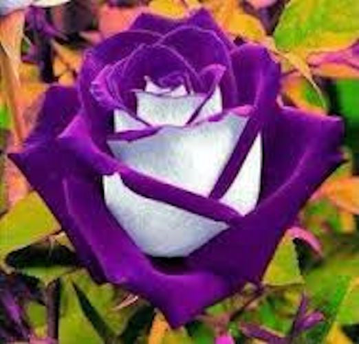 White purple tipped rose seeds- Approx 5