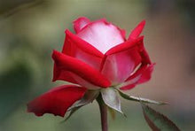 Load image into Gallery viewer, White &amp; Red Rose Tree Seeds-sale
