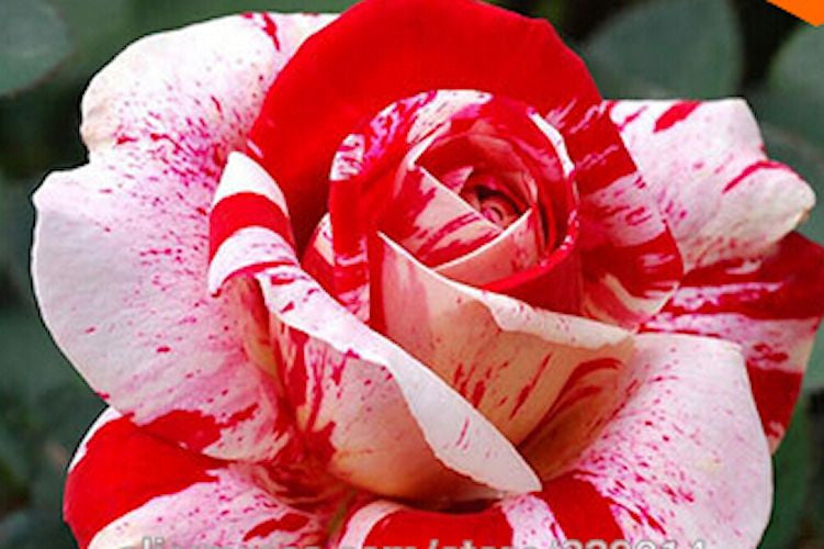 White Blood Rose Rare seeds