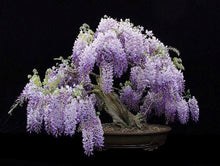 Load image into Gallery viewer, Purple Wisteria Bonsai Seeds-5
