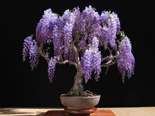 Load image into Gallery viewer, Purple Wisteria Bonsai Seeds-5
