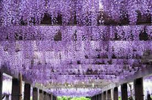 Load image into Gallery viewer, PURPLE WISTERIA --  seeds
