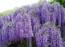 Load image into Gallery viewer, PURPLE WISTERIA -seeds-sale
