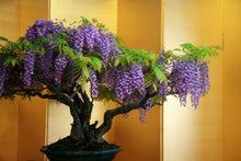 Load image into Gallery viewer, Purple Wisteria Bonsai Seeds-sale
