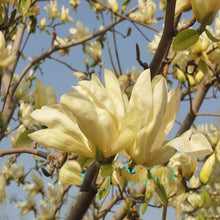 Load image into Gallery viewer, Yellow Magnolia seeds-sale
