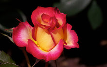 Load image into Gallery viewer, 10 Sorbet rose seeds
