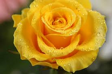 Load image into Gallery viewer, 10 Yellow Rose of Texas seeds
