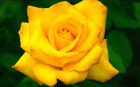 10 Yellow Rose of Texas seeds
