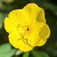 Load image into Gallery viewer, Yellow Evening Primrose seeds-sale
