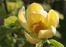 Load image into Gallery viewer, Yellow Magnolia seeds-sale
